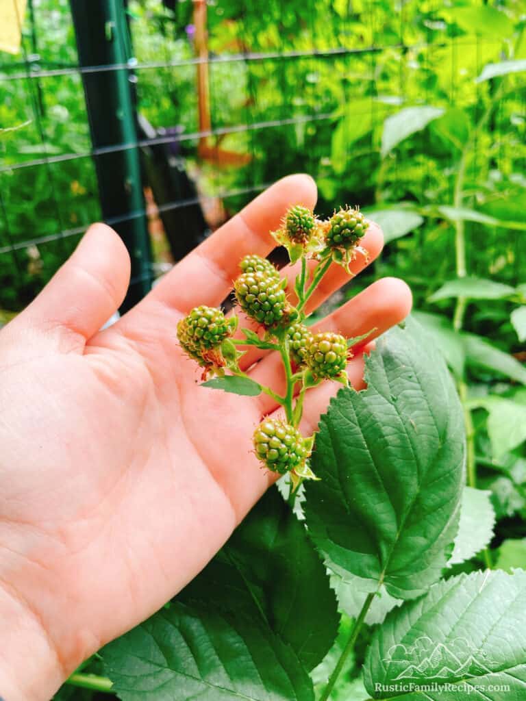 Blackberries on the bush