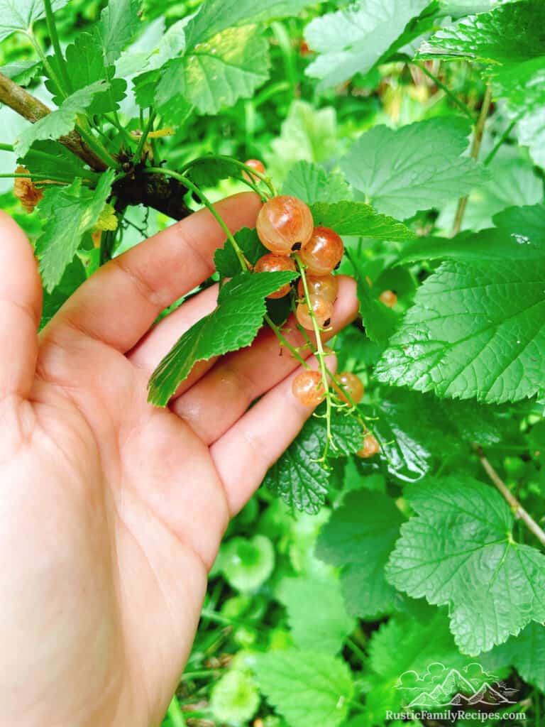 Currants on the bush