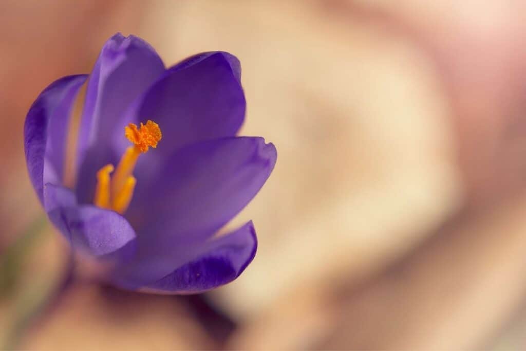 Purple Crocus sativus flower with crimson stigmas 