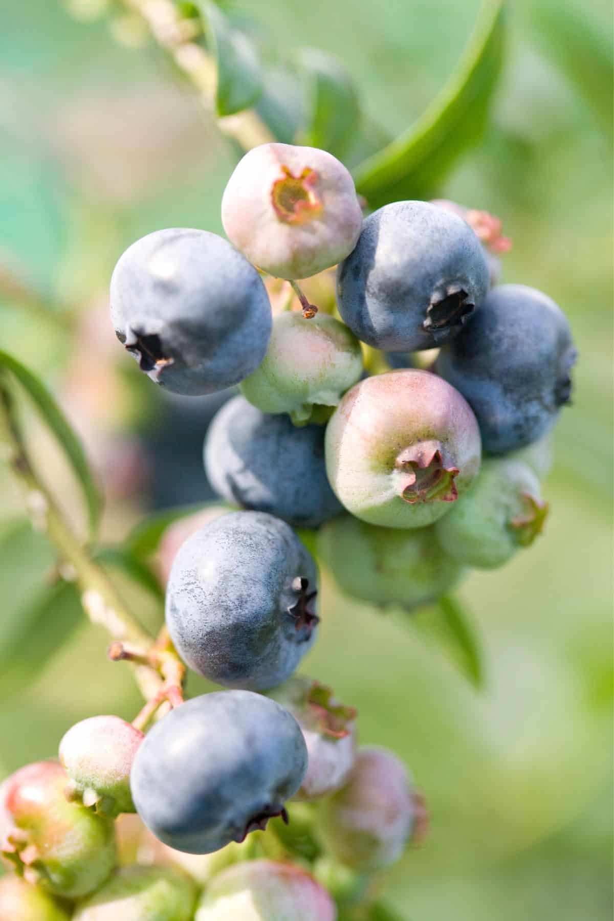 Fresh blueberries still on the bush in various stages of ripeness