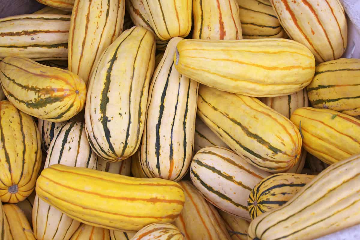 A pile of different varieties of delicata squash