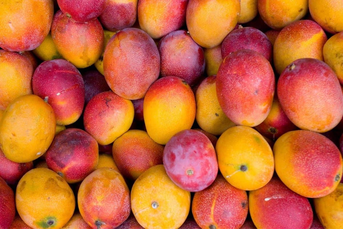 A close up of a pile of fresh mango fruits