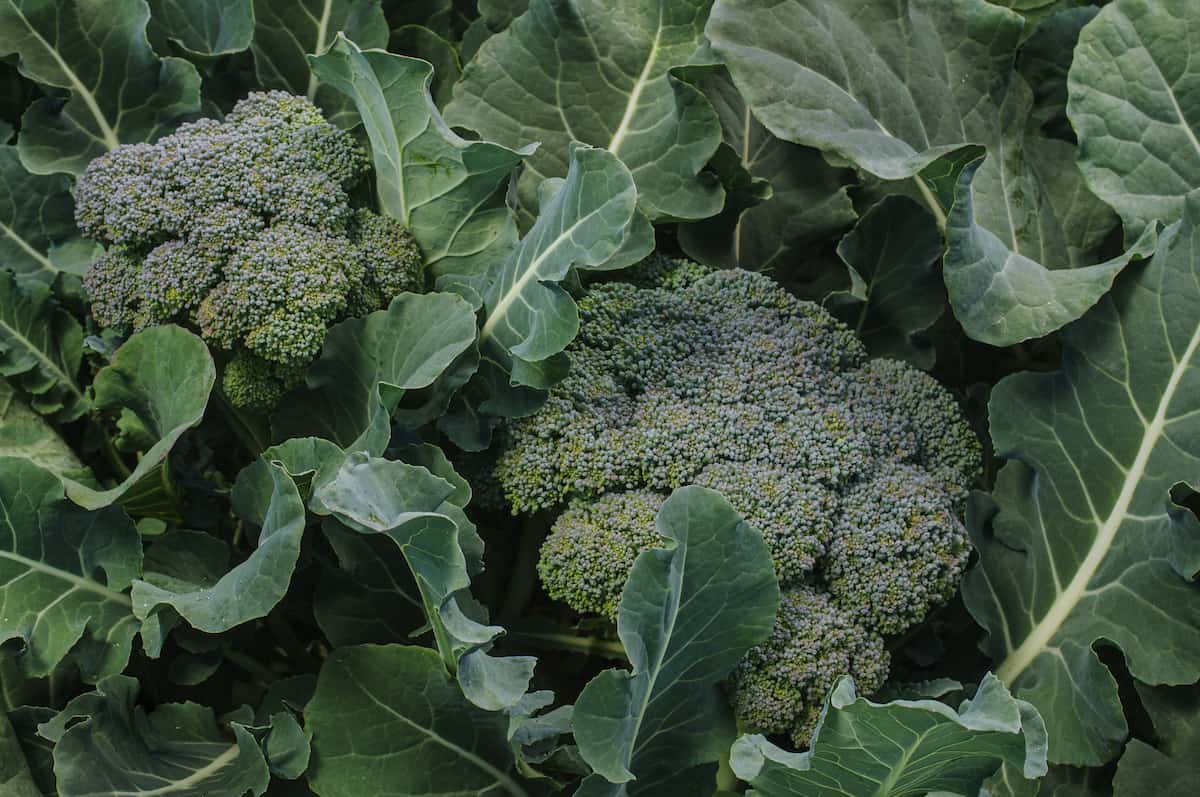 Top view of broccoli growing in a field, close up