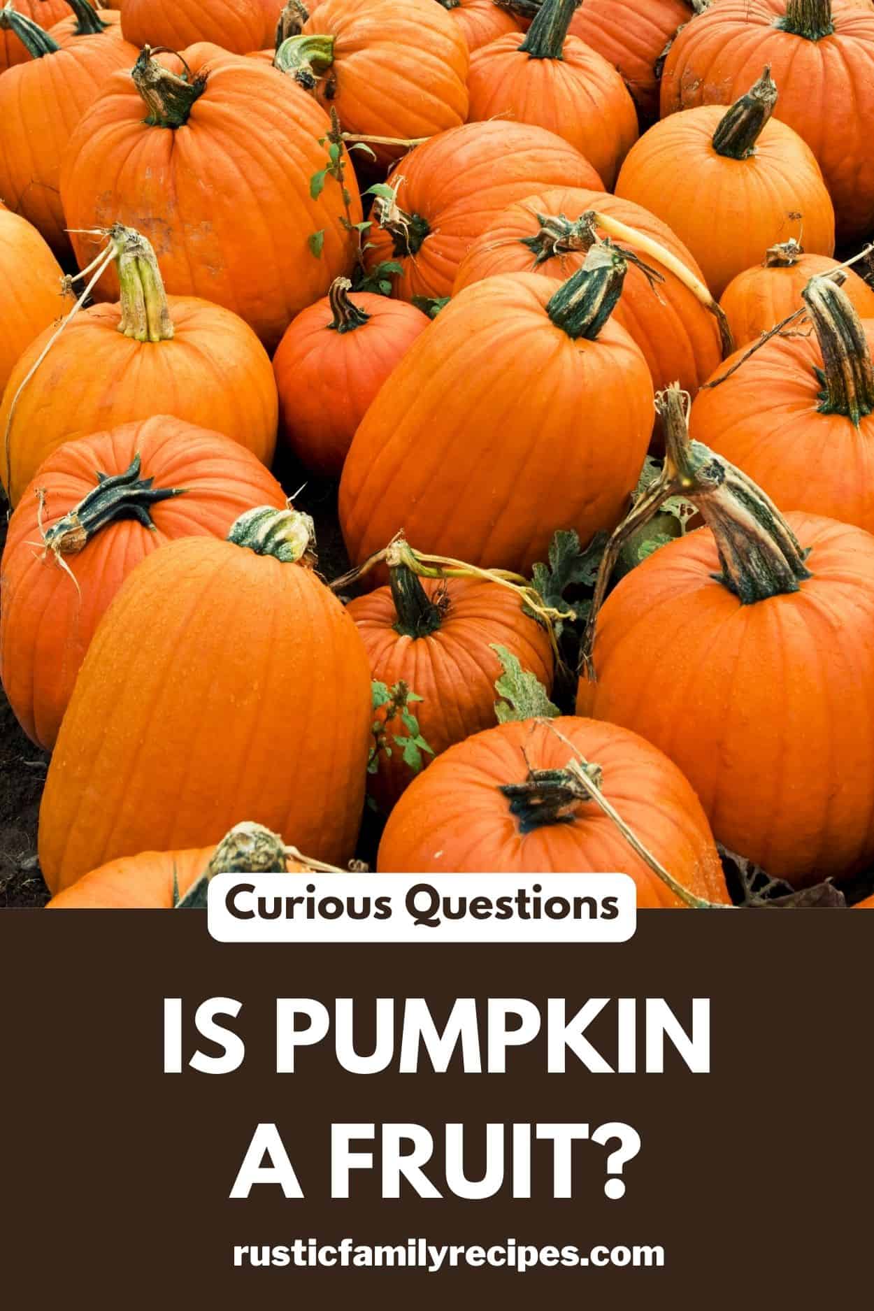 A pumpkin patch above the words "is pumpkin a fruit?"