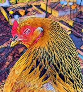 A photo of a Brahma hen